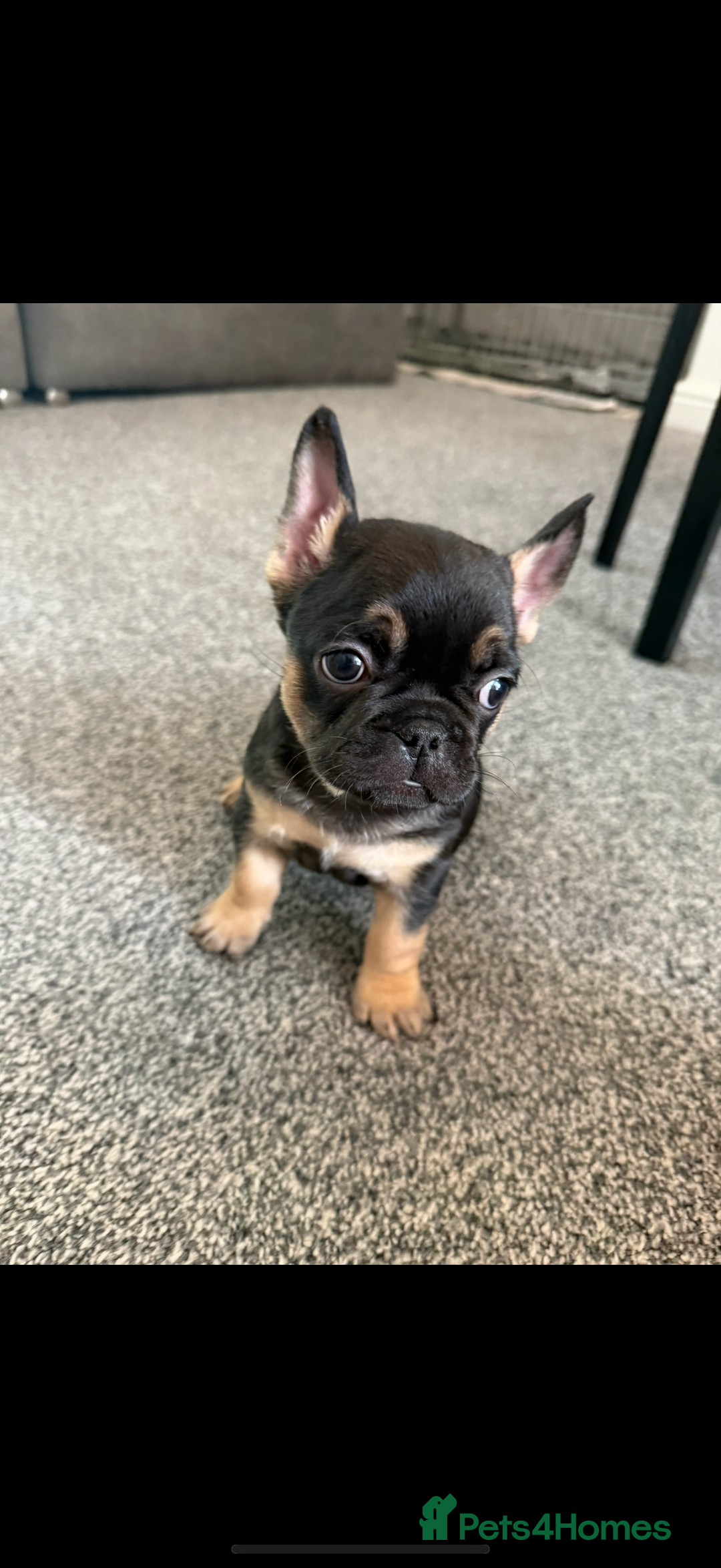 French Bulldog dogs for sale: Fluffy ** frenchies  - Image 31
