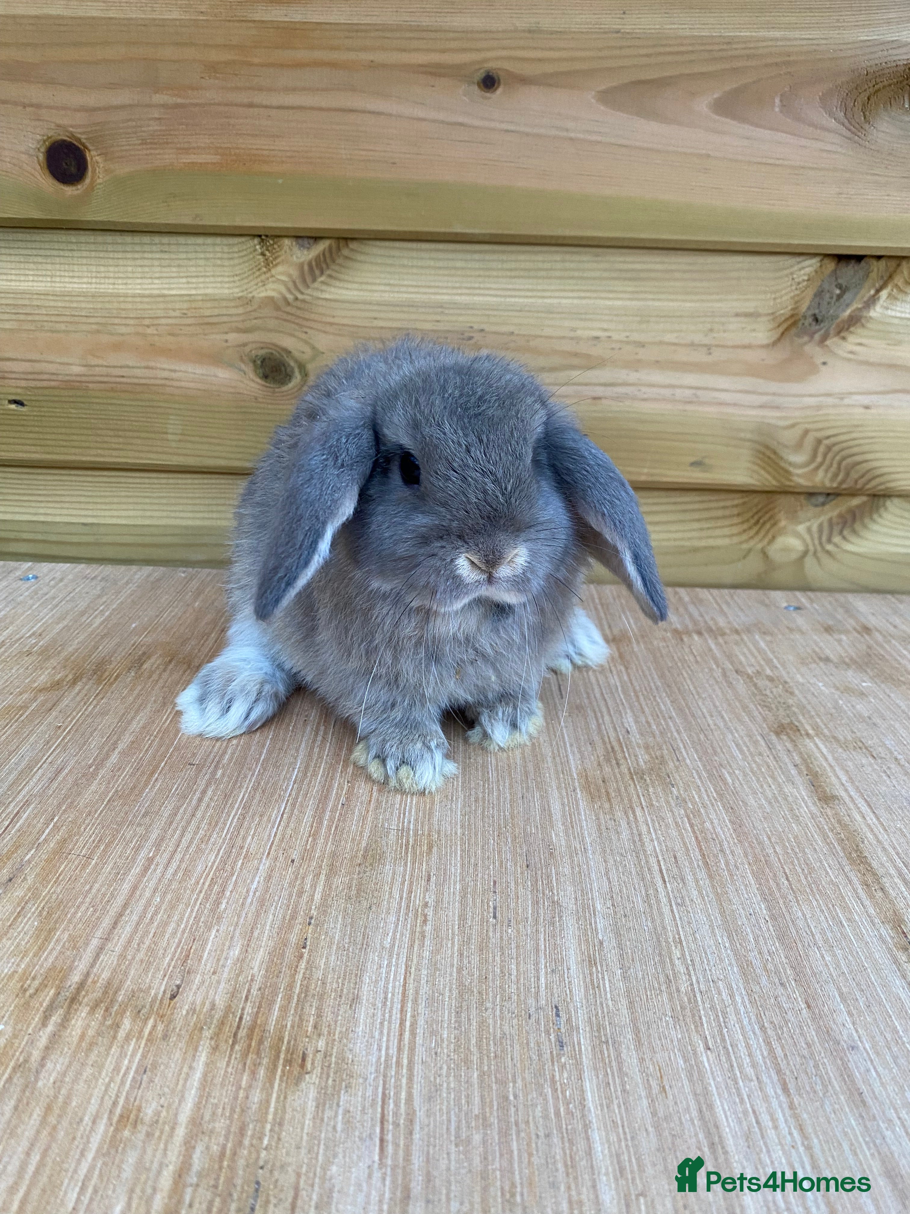 Mini Lop rabbits Mini lop bucks ( READY NOW 8 weeks )  - Advert 8
