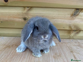 Mini Lop rabbits Mini lop bucks ( READY NOW 8 weeks ) - Advert 8