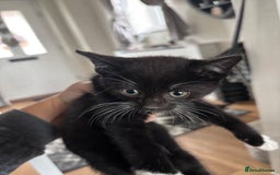 Mixed Breed cats for sale: Kittens ready for their new homes - Image 5
