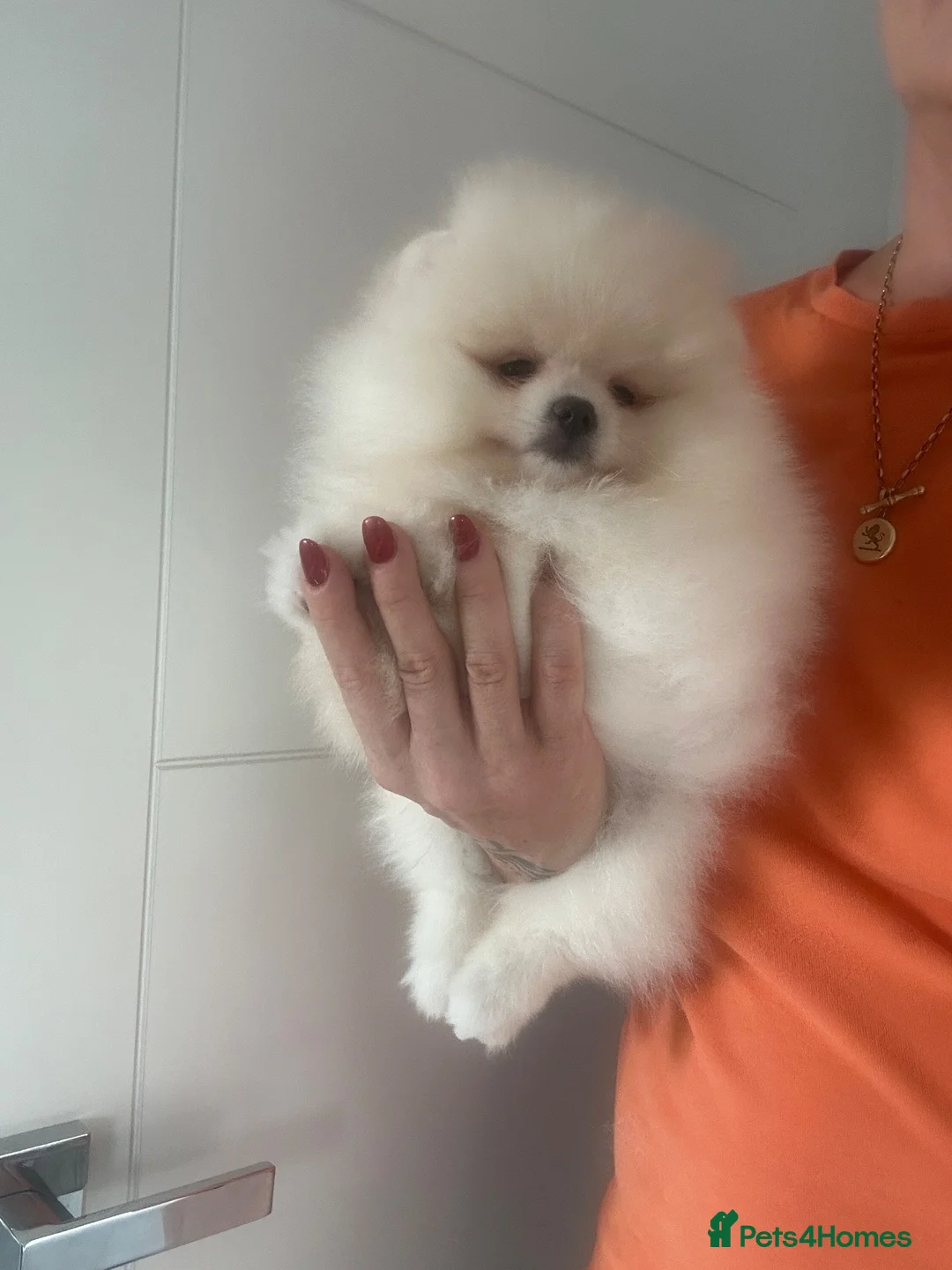Pomeranian dogs for sale: KC white pomeranian pups ready now !  - Advert 2