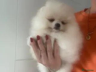 Pomeranian dogs KC white pomeranian pups ready now ! - Advert 2