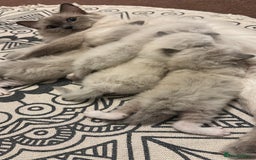 Ragdoll cats for sale: 🥰🥰🥰stunning beautiful ragdolls babies 🥰🥰🥰 - Image 2