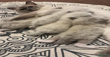 Ragdoll cats - Advert 5