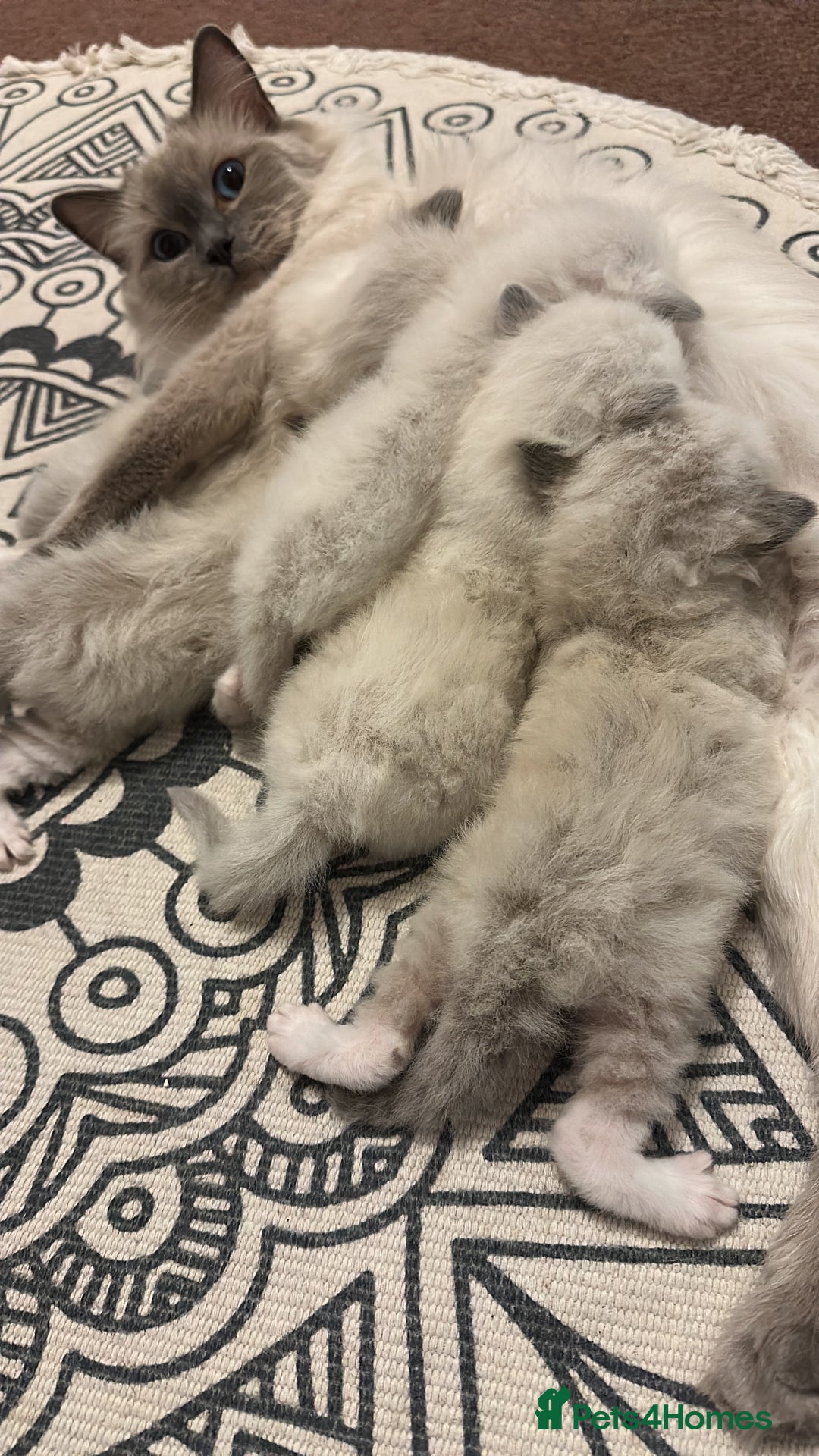Ragdoll cats for sale: 🥰🥰🥰stunning beautiful ragdolls babies 🥰🥰🥰 - Image 2