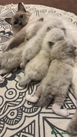 Ragdoll cats - Advert 14