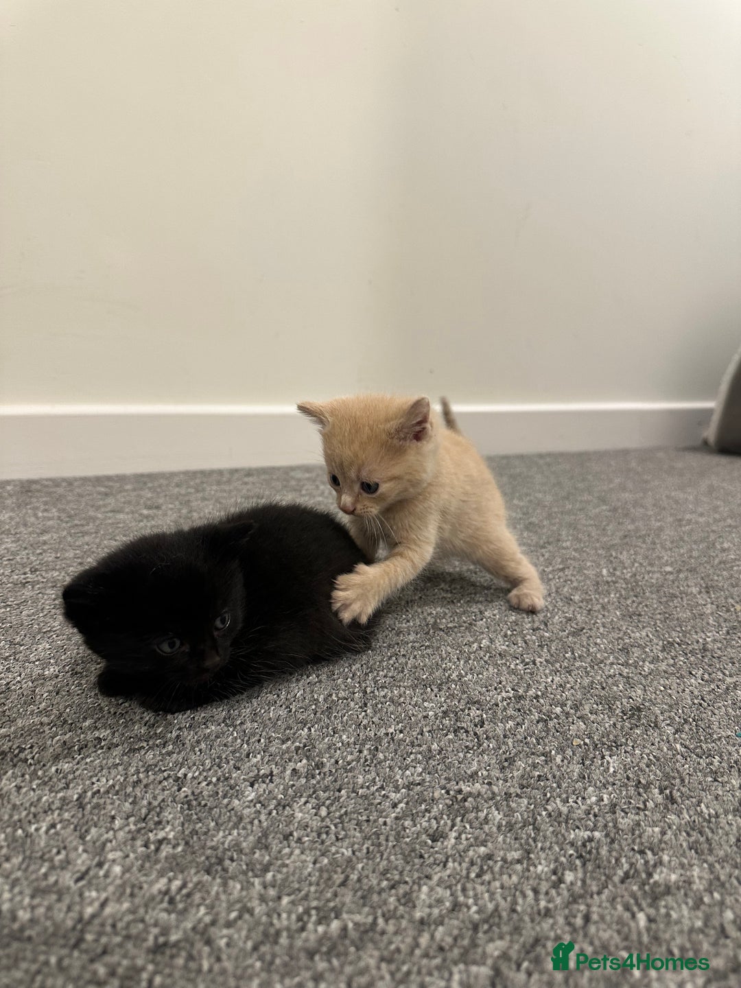 Mixed Breed cats for sale: Beautiful litter of playful kittens  - Advert 5