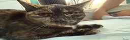 Mixed Breed cats for sale: Sweet Tortoiseshell Cat Seeking Forever Home - Advert 2