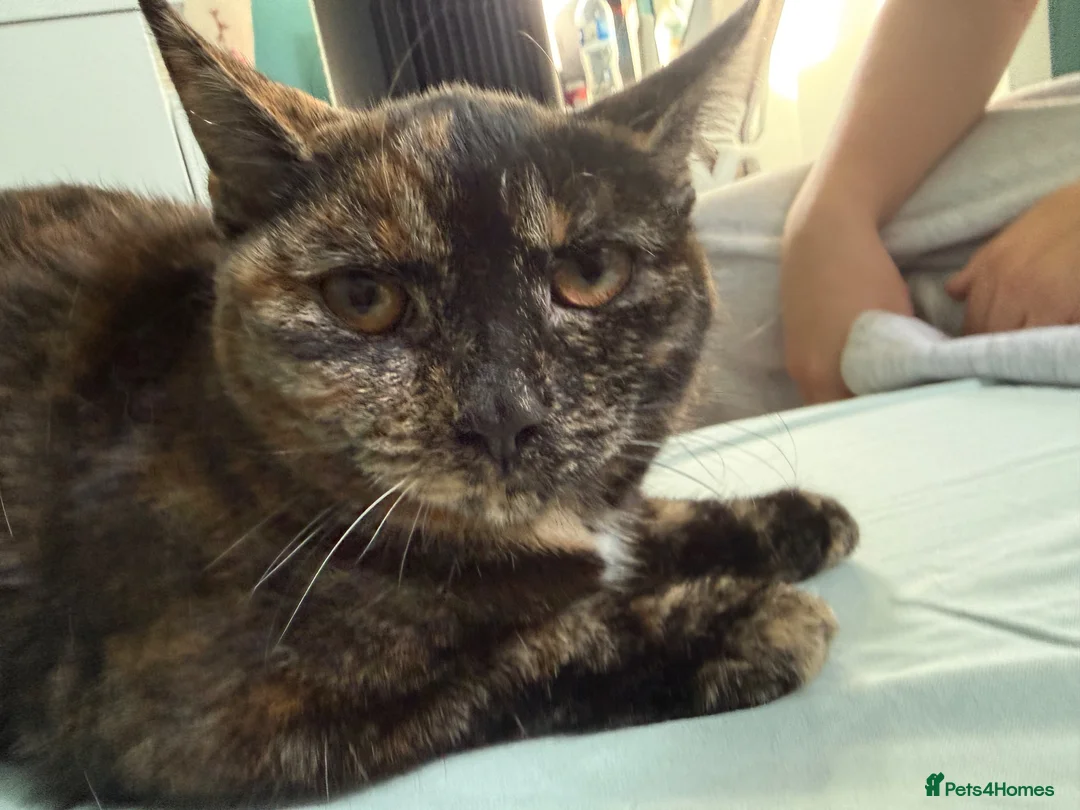 Mixed Breed cats for sale: Sweet Tortoiseshell Cat Seeking Forever Home - Advert 2