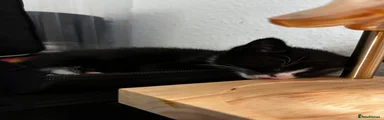Tuxedo 2