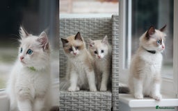 Ragdoll cats for sale: 🐈✨ Tica Registered Ragdoll Kittens in Tamworth - Image 4