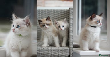 Ragdoll cats in Tamworth - Advert 12
