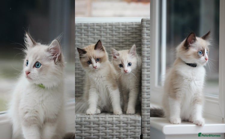 Ragdoll cats in Tamworth - Advert 5