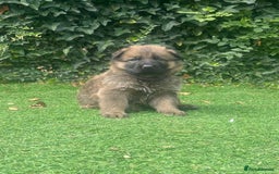 German Shepherd dogs for sale: German shepherd  - Image 12
