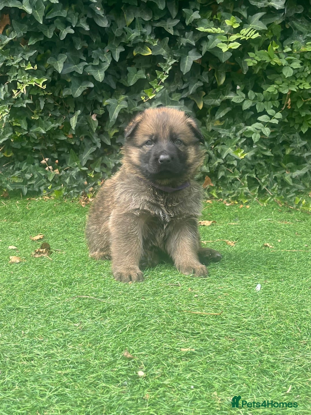German Shepherd dogs for sale: German shepherd  - Image 12