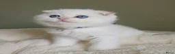 Scottish Fold cats for sale: ⭐️ Top Quality Scottish Fold Kittens ⭐️ - Advert 18