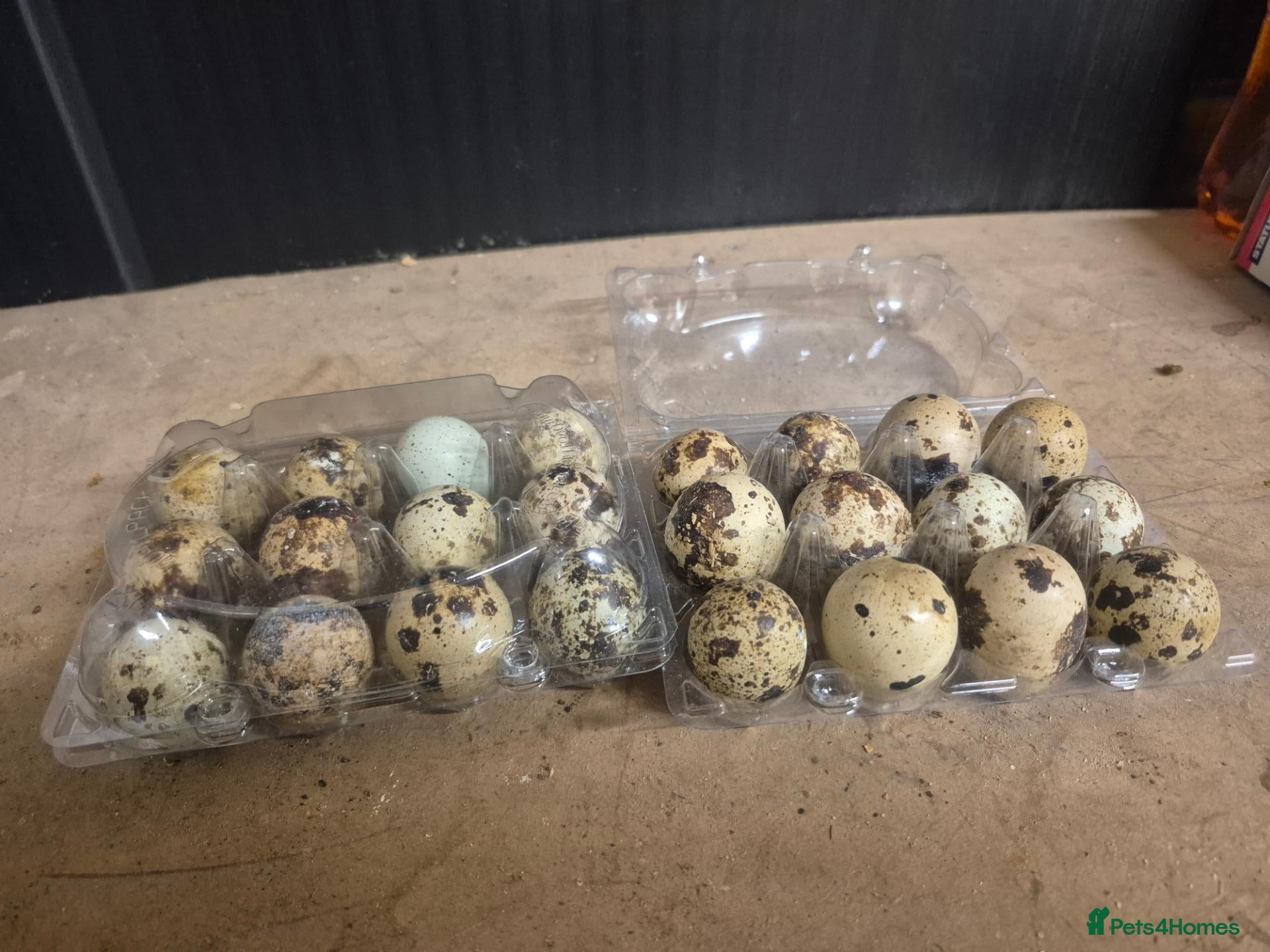 Quail poultry Fertile Quail Eggs - Advert 2