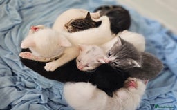Mixed Breed cats for sale: Kittens Available to Reserve - Image 22