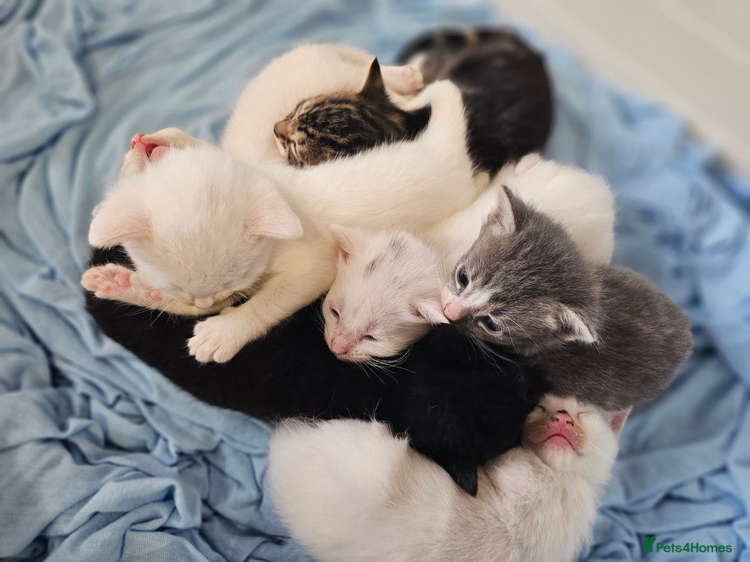 Mixed Breed cats for sale: Kittens Available to Reserve - Image 22