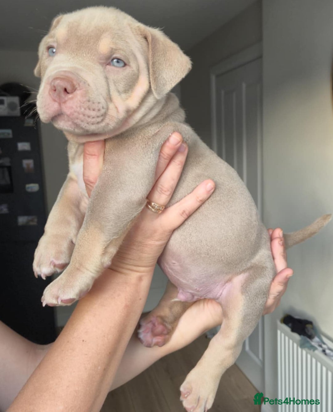 American Bully dogs for sale: Pocket bully  - Image 3