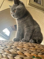 British Shorthair cats British Shorthair GCCF Registered Kittens - Advert 1