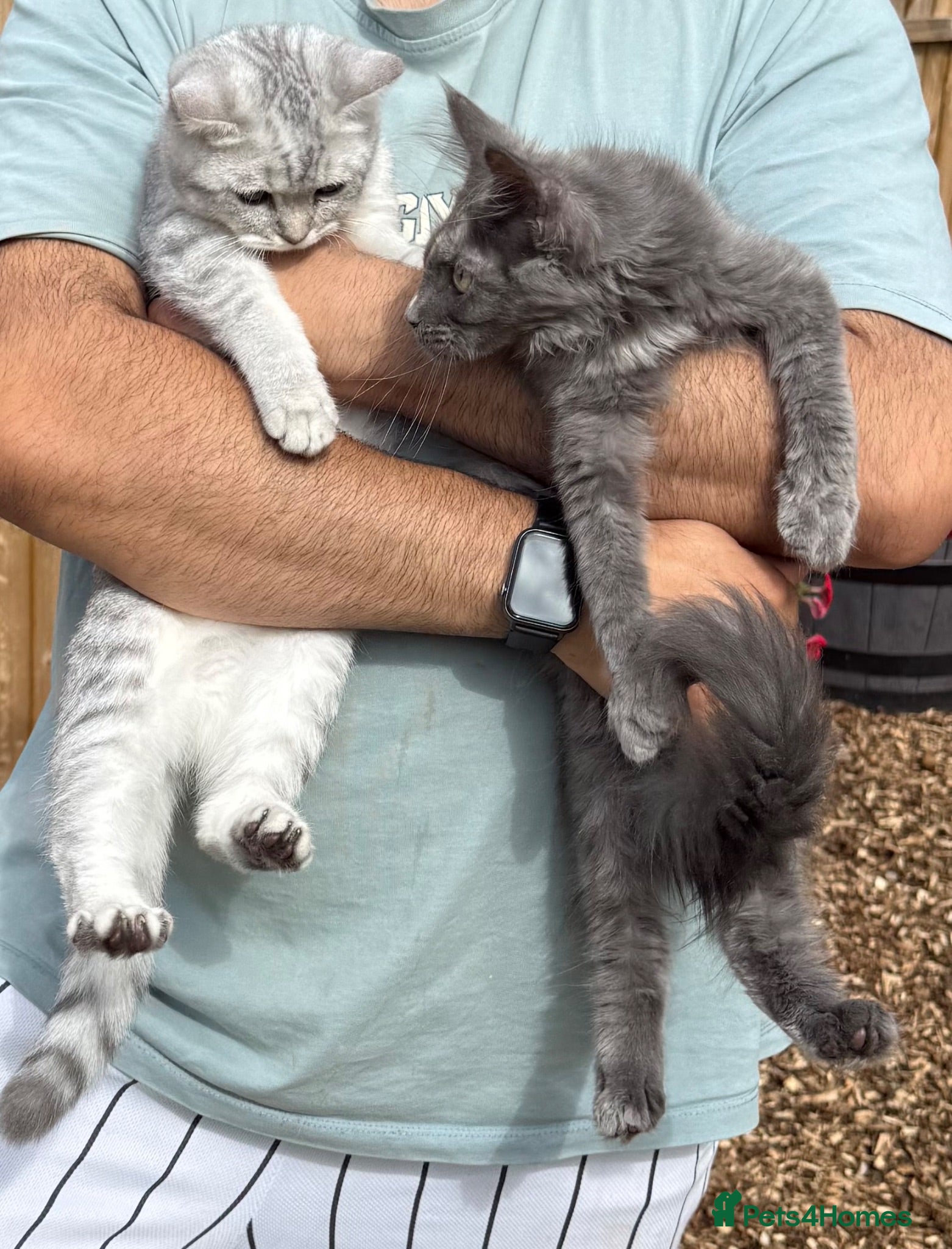 Maine Coon cats 2 female kittens Maincoon and British shorthair  - Advert 1