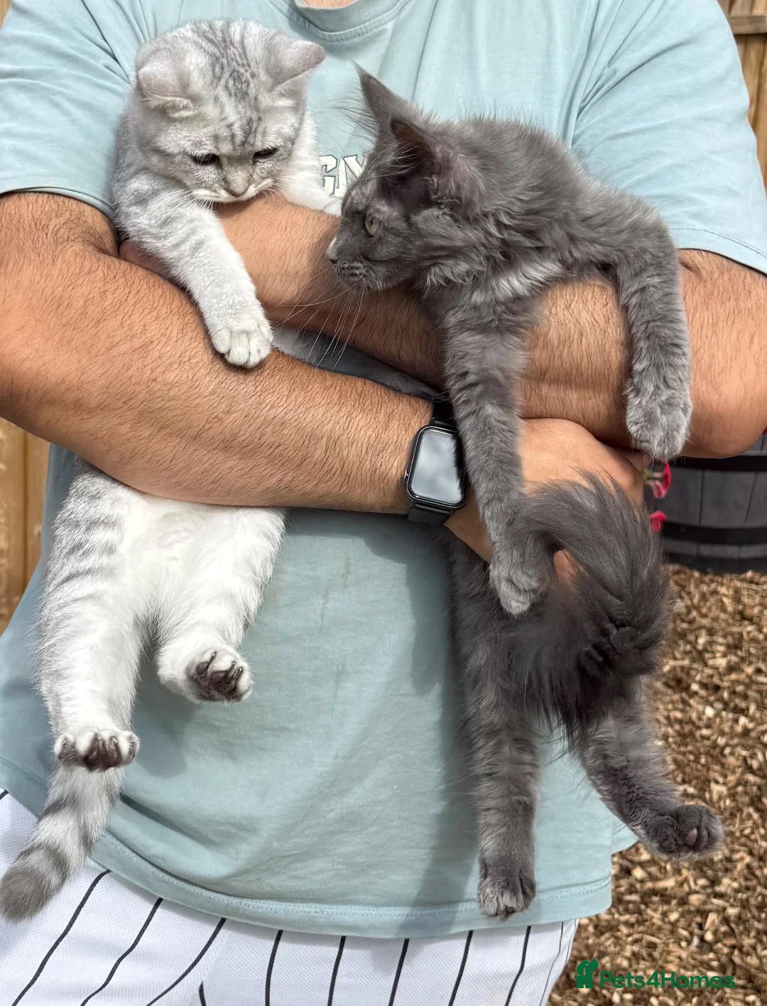 Maine Coon cats for sale: 2 female kittens Maincoon and British shorthair  - Advert 1