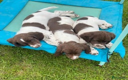 English Springer Spaniel dogs for sale: READY TO GO - KC Reg, Docked, Springer Puppies - Image 10