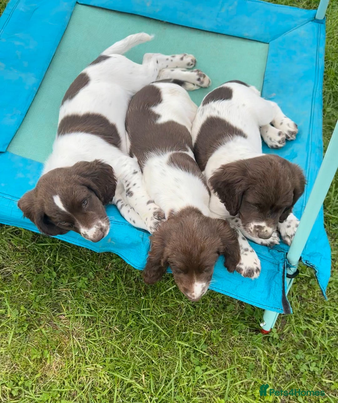 English Springer Spaniel dogs for sale: READY TO GO - KC Reg, Docked, Springer Puppies - Image 10