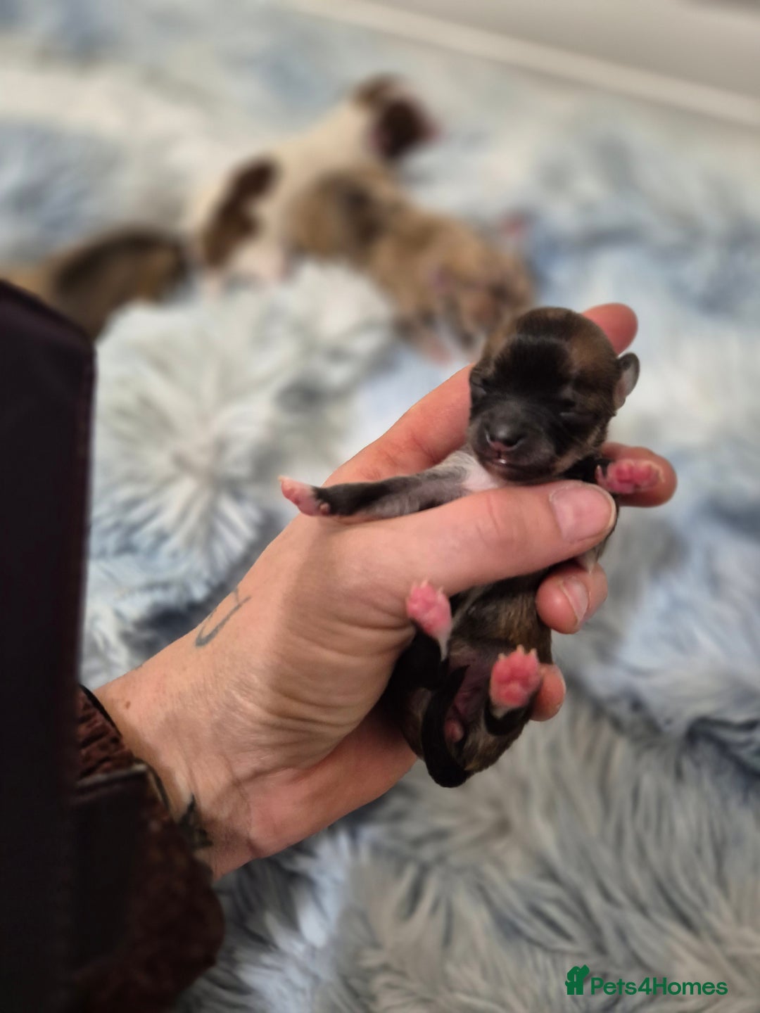 Chihuahua dogs for sale: Long haired chihuahua  - Advert 6