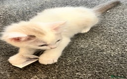 Ragdoll cats for sale: Ragdoll Kittens - Image 3