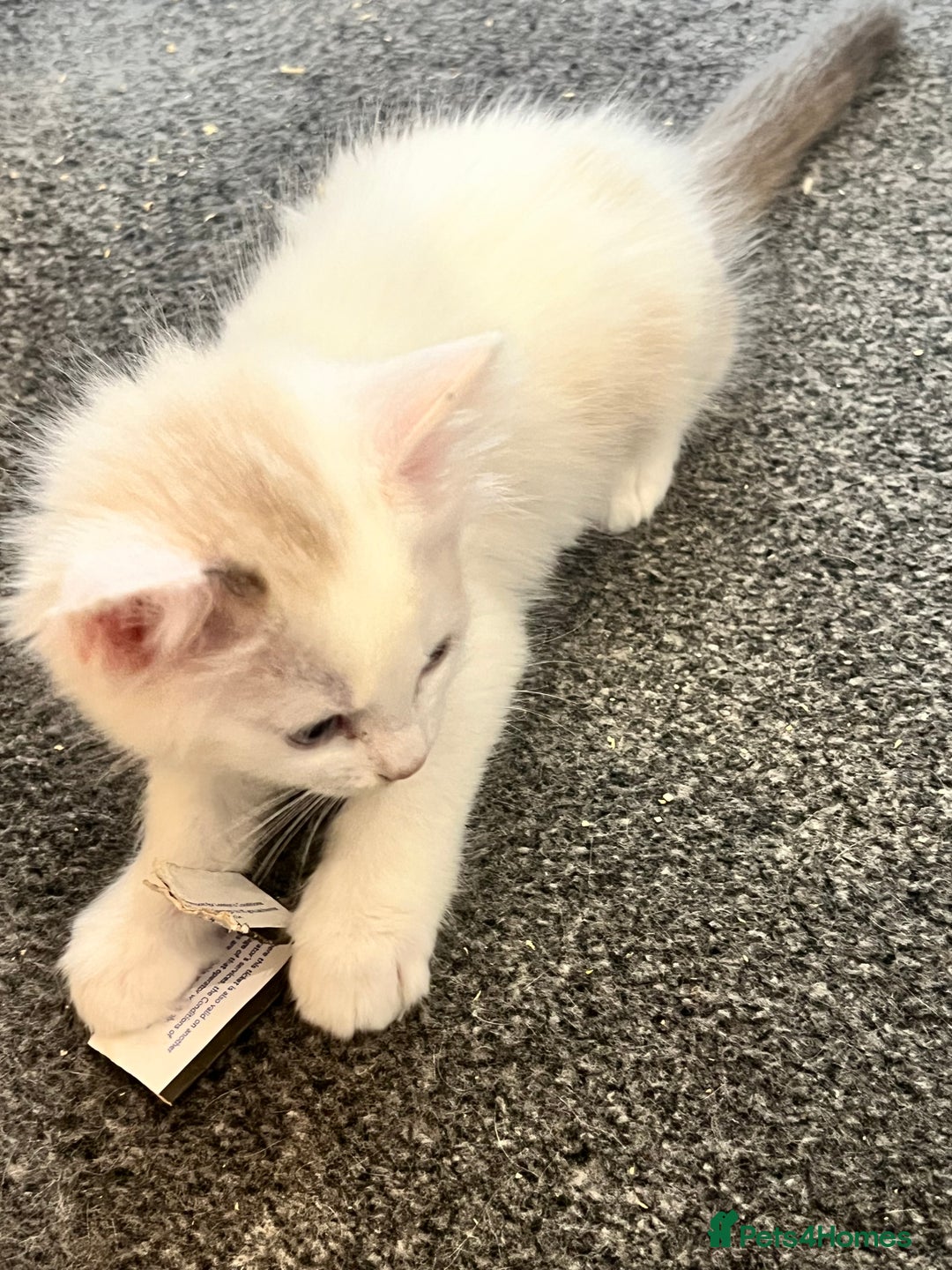 Ragdoll cats for sale: Ragdoll Kittens - Image 3