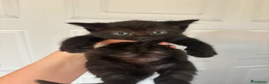 Ragdoll 1