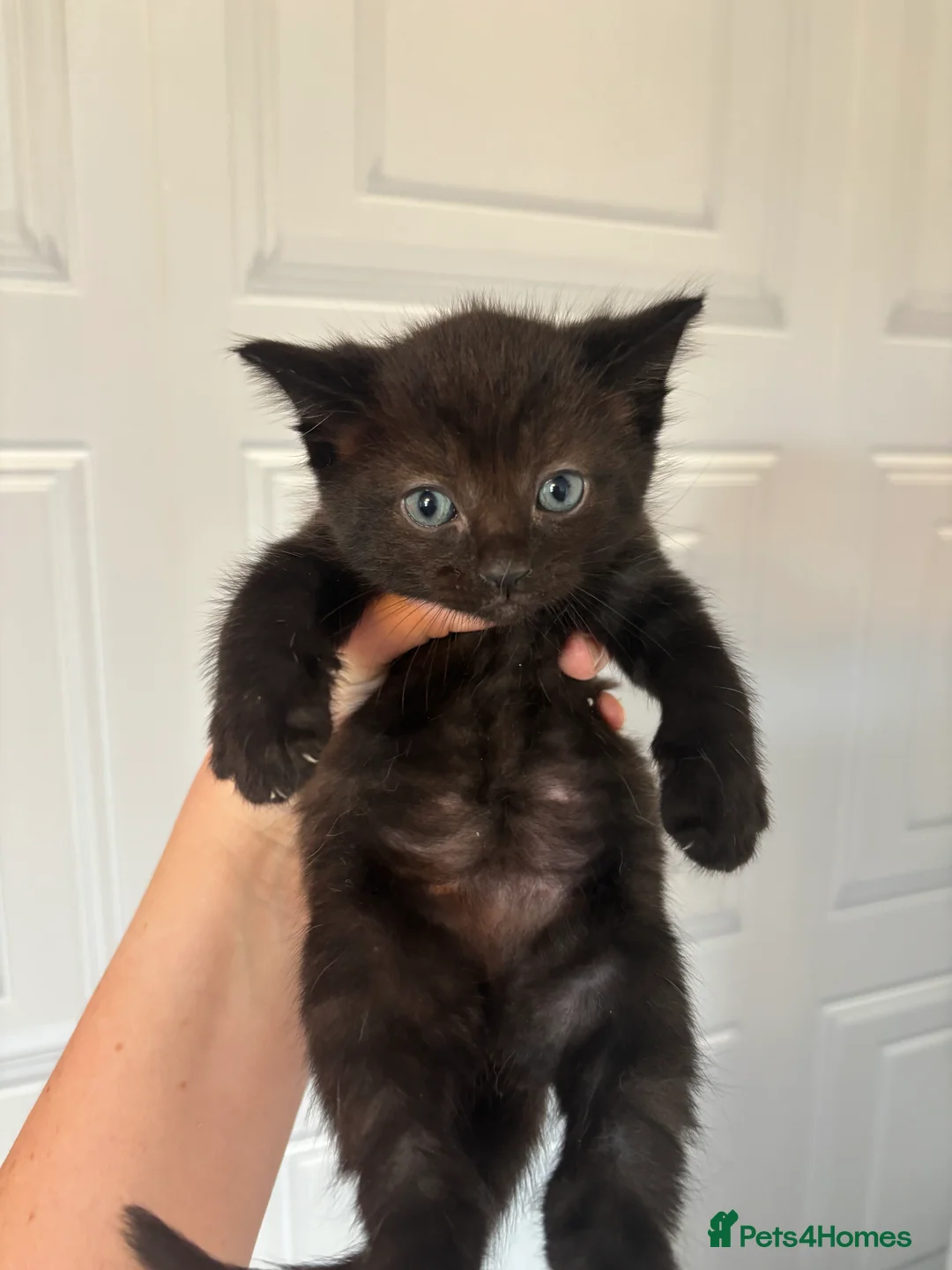Ragdoll cats for sale: Half ragdoll kittens  - Advert 11