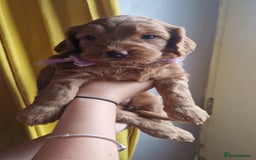 Cockapoo dogs for sale: Beautiful F1 Cockapoo Puppies– Ready @ 29th August - Image 6