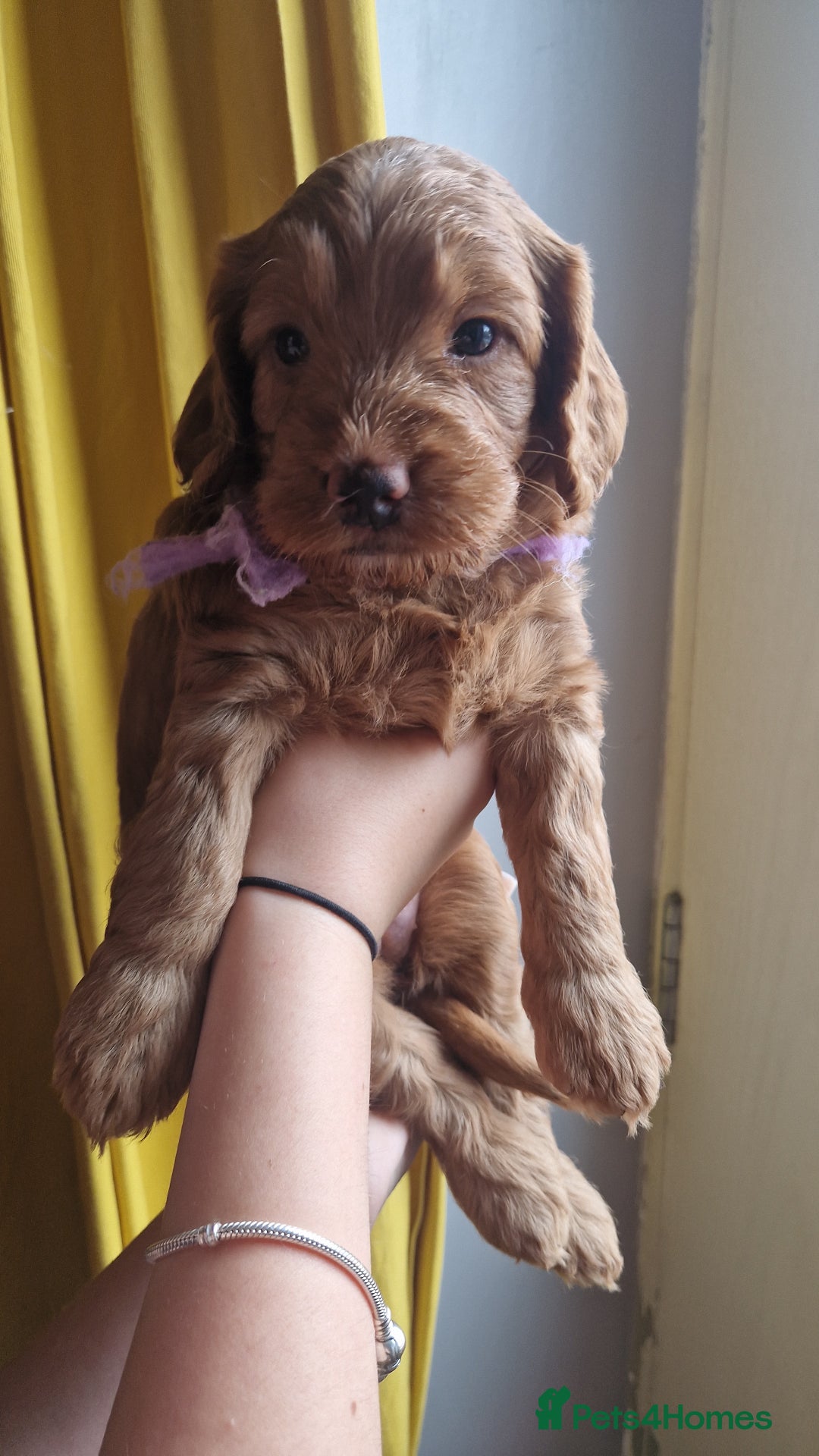 Cockapoo dogs for sale: Beautiful F1 Cockapoo Puppies– Ready @ 29th August - Image 6