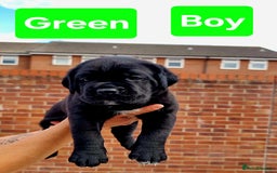 Cane Corso dogs for sale: Pedigree Cane Corso Puppies  - Image 3