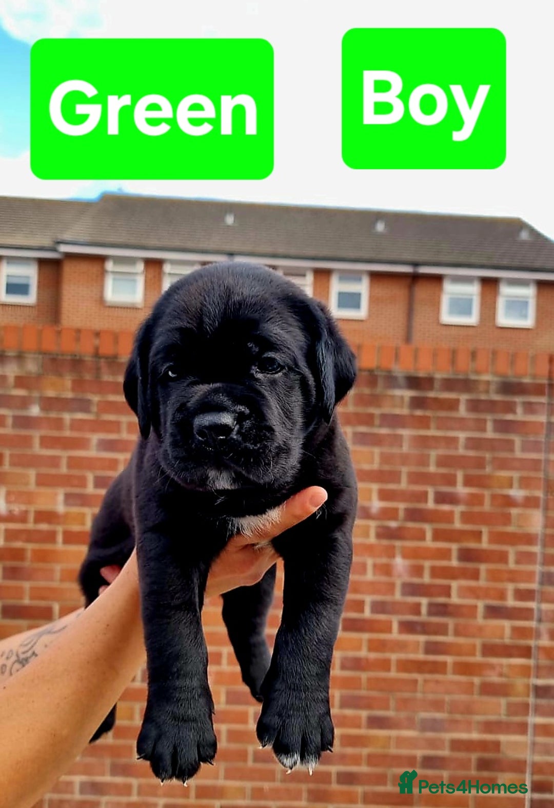 Cane Corso dogs for sale: Pedigree Cane Corso Puppies  - Image 3
