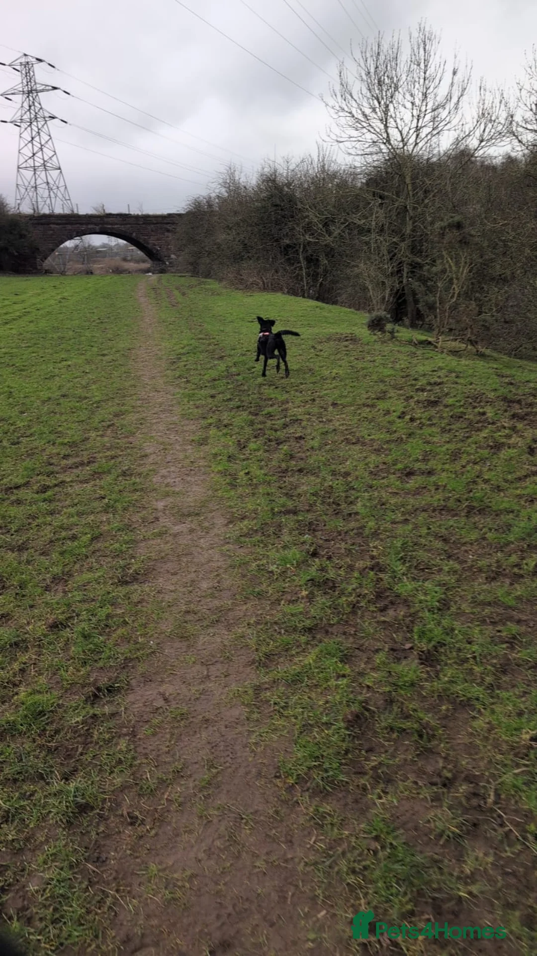 Mixed Breed dogs for sale: Saluki x Labrador  in Carlisle - Advert 3
