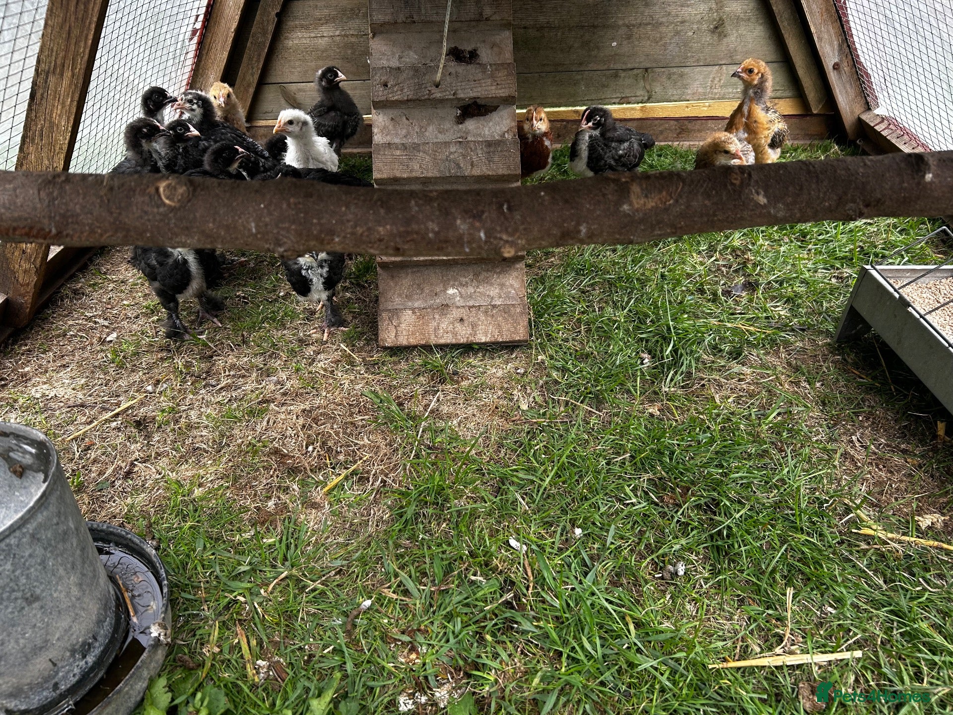 Chickens poultry 3 week old chicks - Advert 2