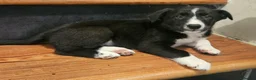 Border Collie dogs for sale: Beautiful Border Collie Pups for sale - Advert 15