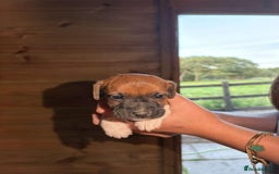 Jack Russell dogs for sale: Jack Russell puppies 5 boys left - Image 7