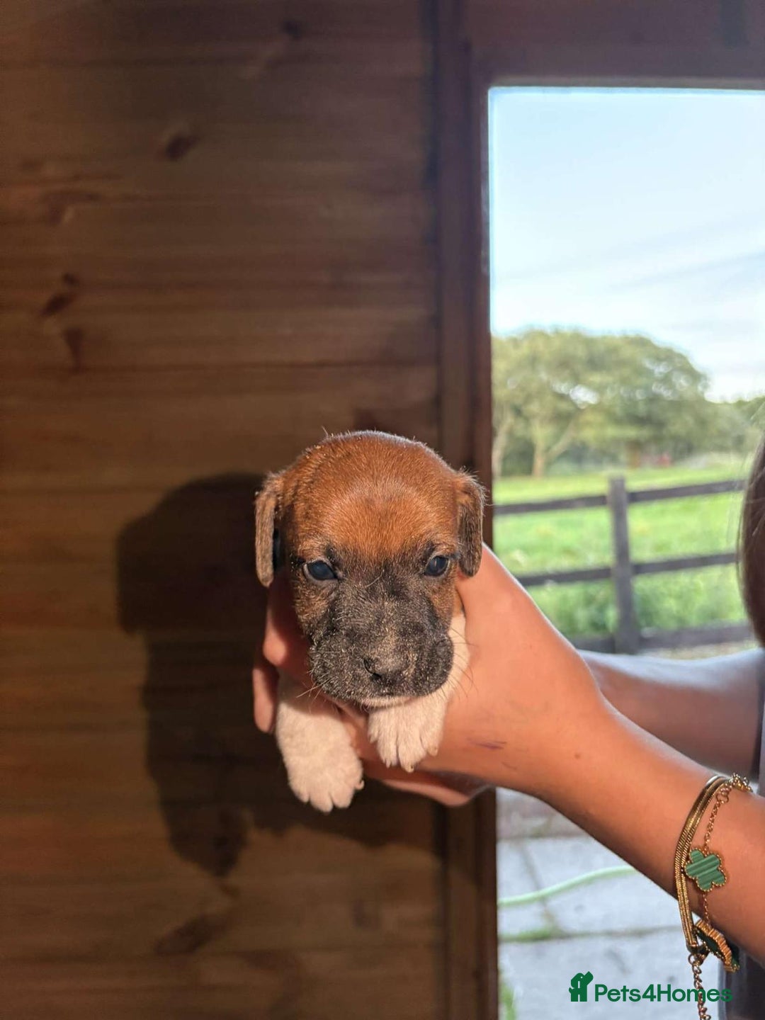 Jack Russell dogs for sale: Jack Russell puppies 5 boys left - Image 7