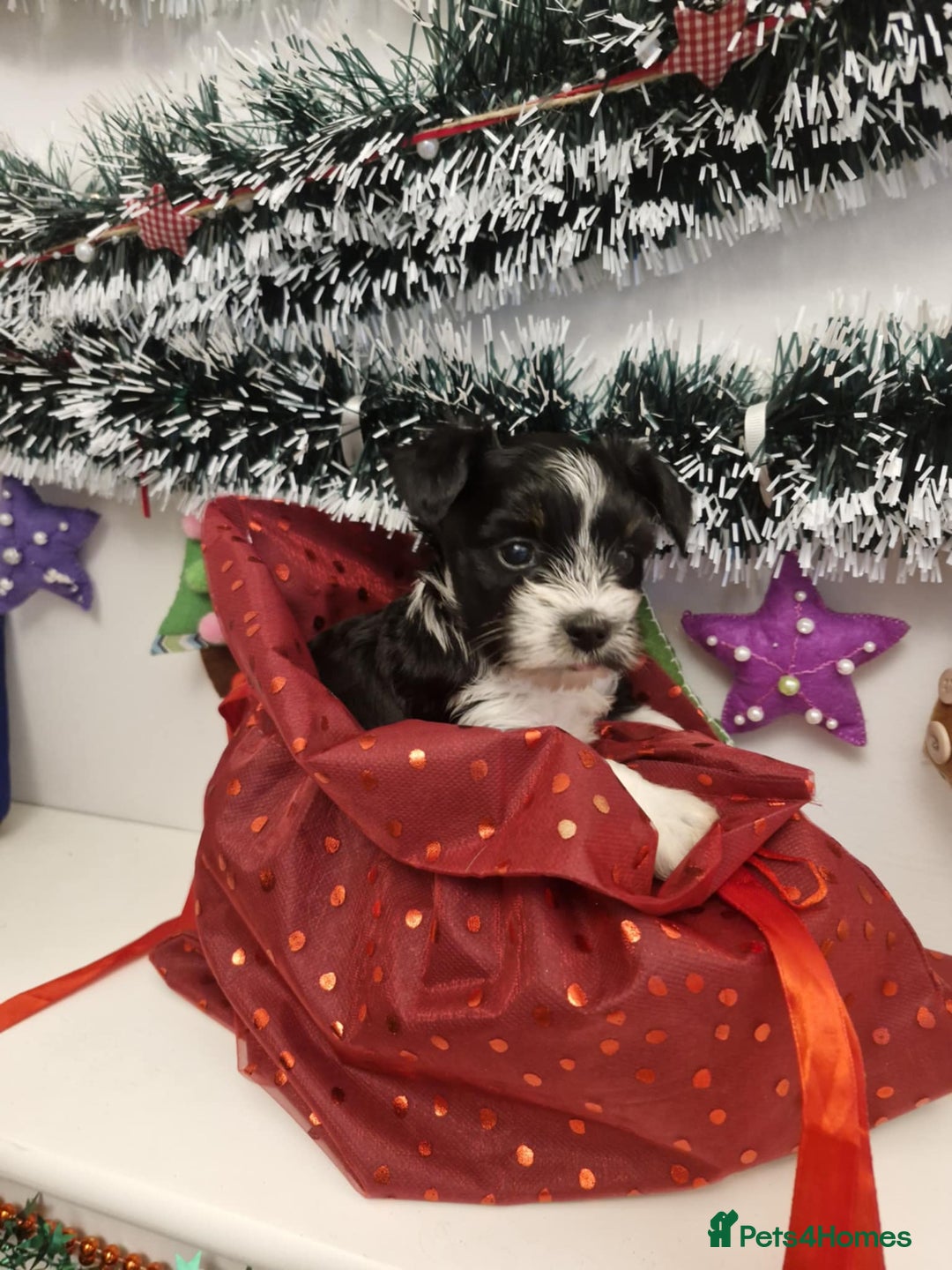 Yorkshire Terrier dogs for sale: York terrier pupyy  - Advert 9