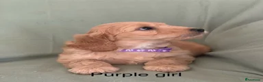 Cockapoo 6