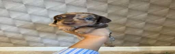 Miniature Dachshund dogs for sale: Beautiful Chocolate Dapple Coats- 2 available in Stoke-on-Trent - Advert 5