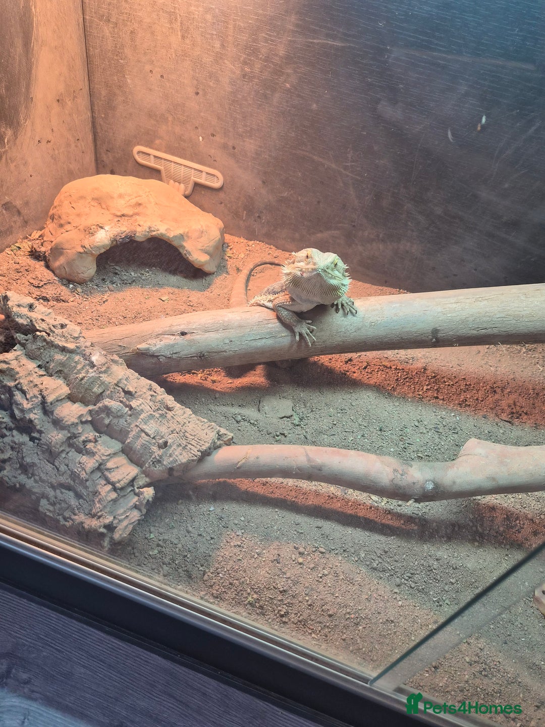 Dragon reptiles for sale: Bearded dragon ( Gunner )  - Image 4