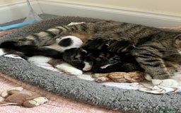 British Shorthair cats for sale: Kittens for sale - Image 11