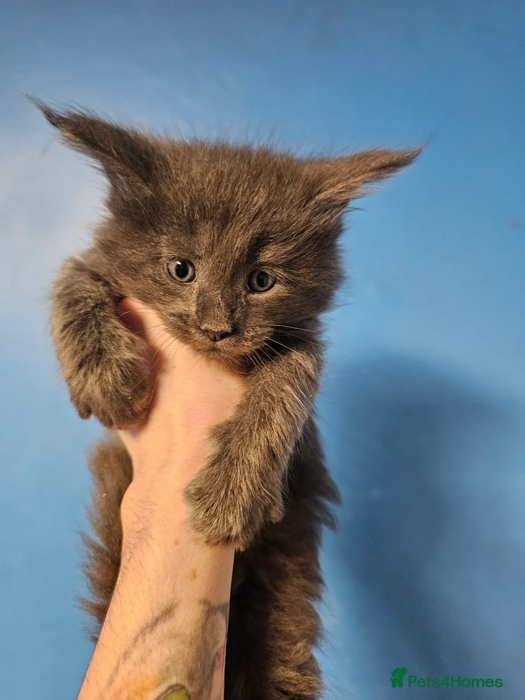 Maine Coon cats for sale: Blue Maine Coon Kittens in Dover - Advert 5