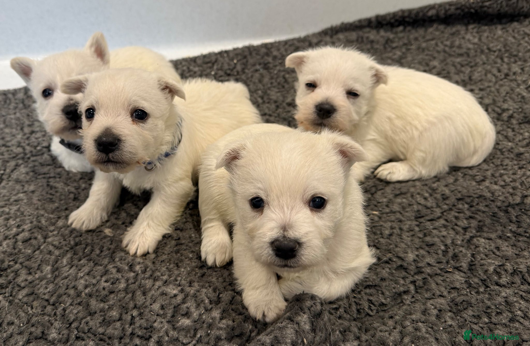 West Highland Terrier dogs KC REGISTERED Boys & Girl - Advert 1